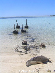 Another day in paradise, Abrolhos Islands ;) by Chloe Taylor 